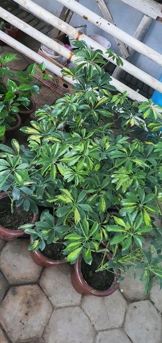 100 dan ortiq gular optim narxlarda   narxlari 15.000dan 60.000 gacha