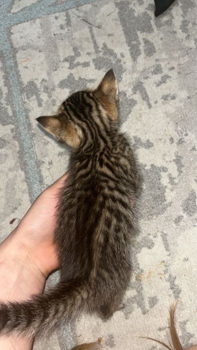 Котенок в добрые руки