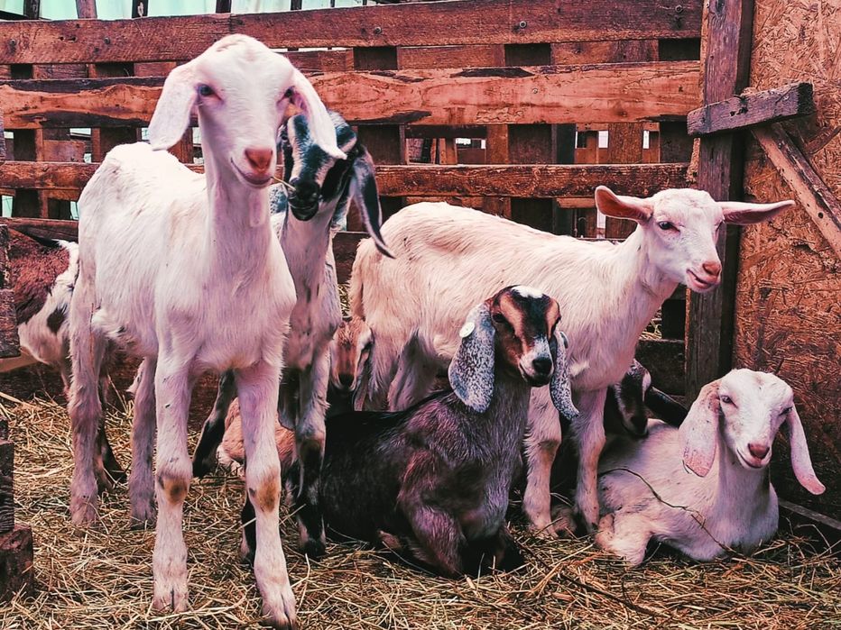 Iezi capre anglonubian,metis saanen