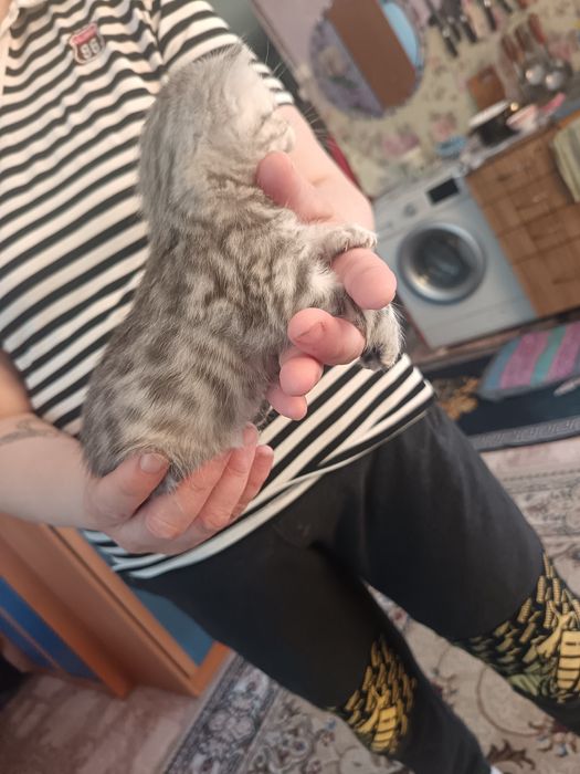 Котяточки британцы
