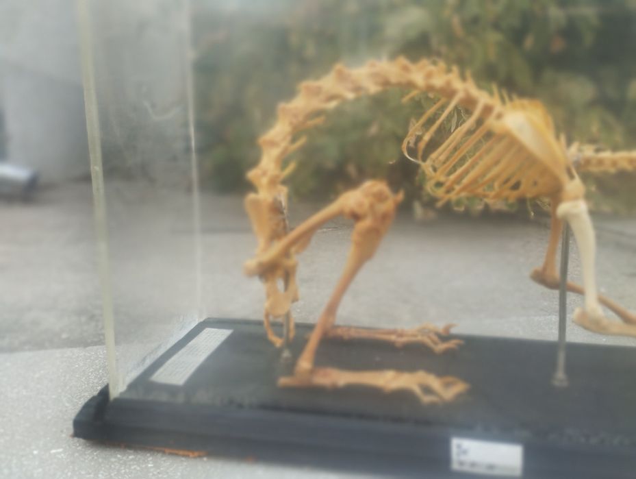 Соц Скелет на заек