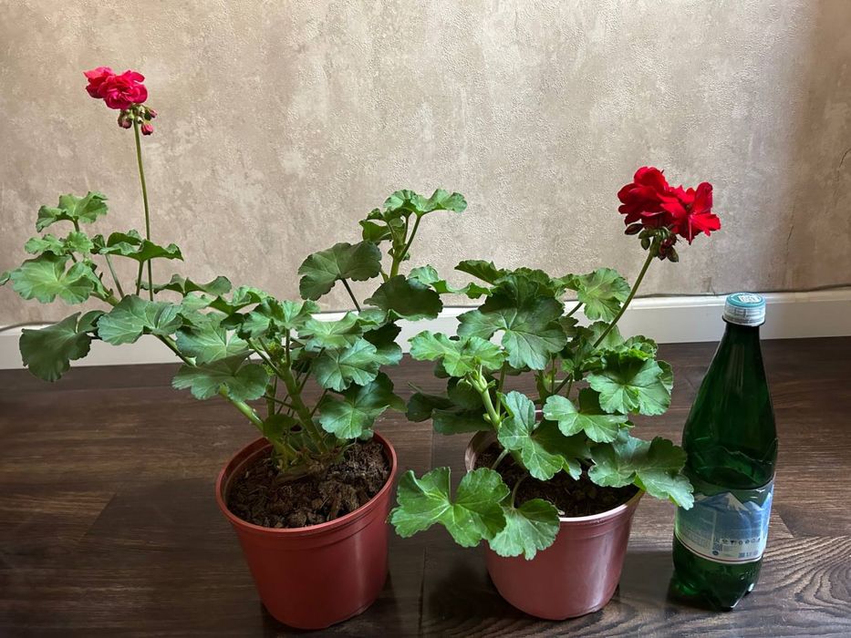 Герань (пеларгония)