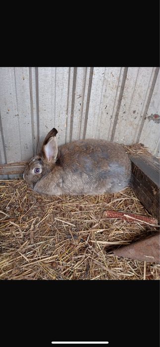Iepuri cap de leu de vanzare