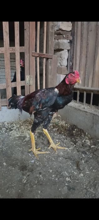 Дакан жужа сентябрьский