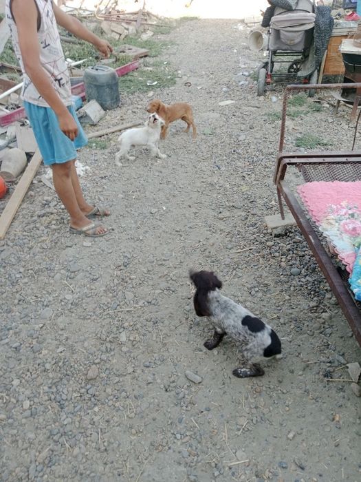 Spaniel kuchukchalar sotiladi
