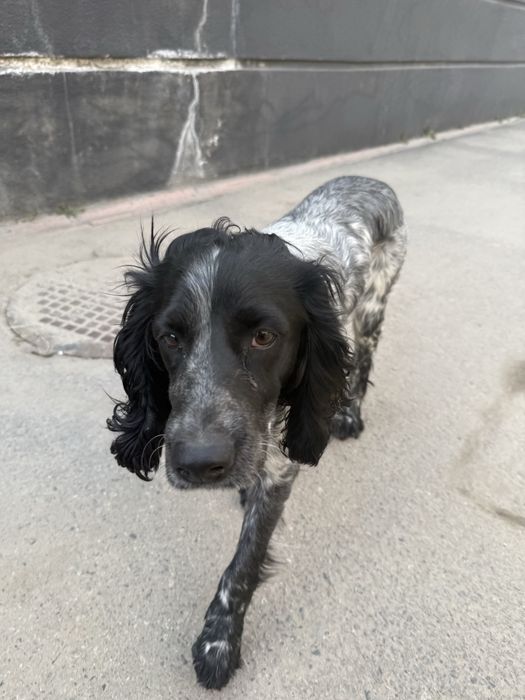 Найдена собака спаниэль