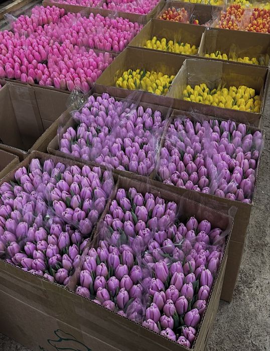 Тюльпаны оптом и в розницу