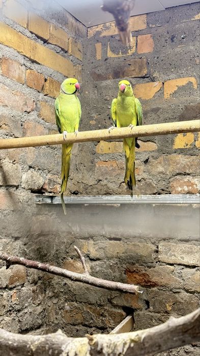 Жако Александр  попугай  оладиганлар  телефон килсин