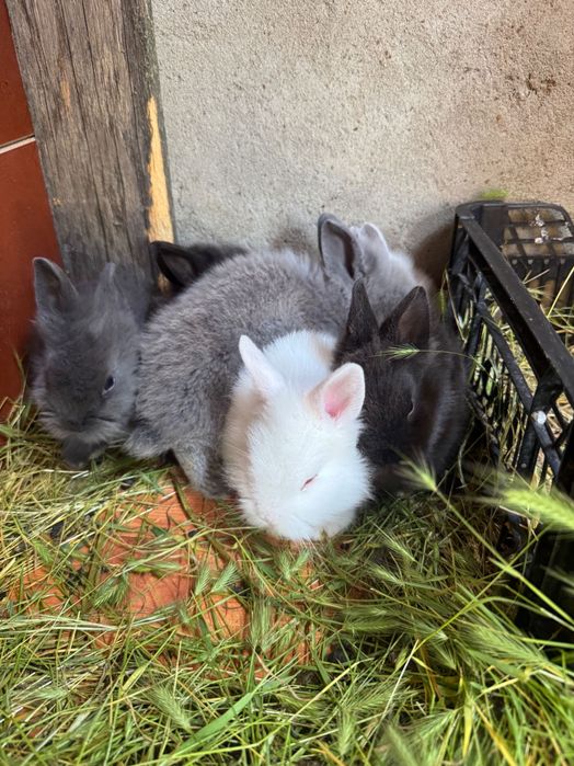 Vând  9 puiii iepuri pitici