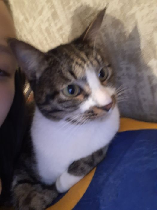 Отдам кота в добрые руки