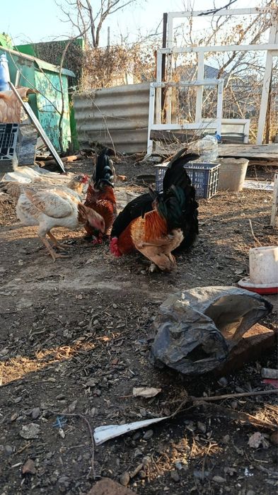 Петухи Кохинхин ланшаль