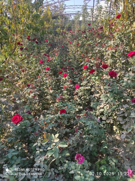 Роза атиргул atirgul koʻchatlari