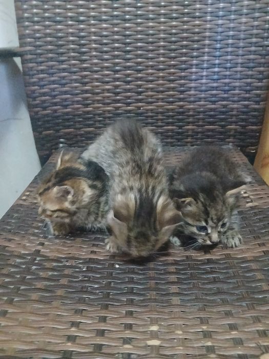 Pisici pt adoptie