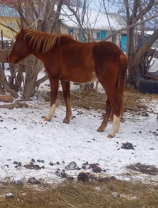 Жылкы 3-4жасар сатылады Калбатауда торг бар