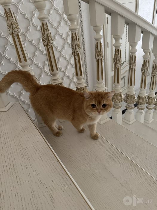 Кошка британский