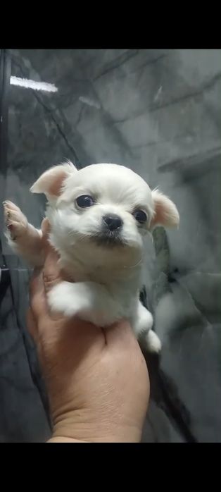 Чихуахуа, 1,5 мес, чехуахуа, чихуа хуа, чехуа хуа, чих