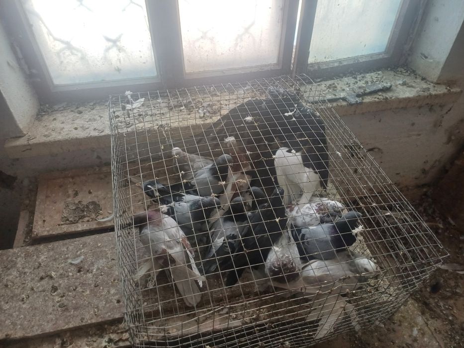 Голуби отдам оптом