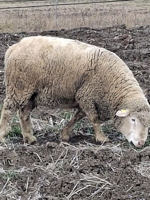 Vând oi il de franse