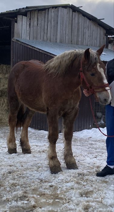 Vand manz sau schimb