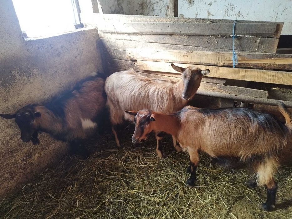 Capre tinere metis de alpin franceze.