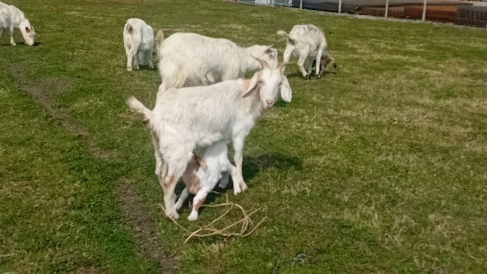 Capre cu iezi și gestante