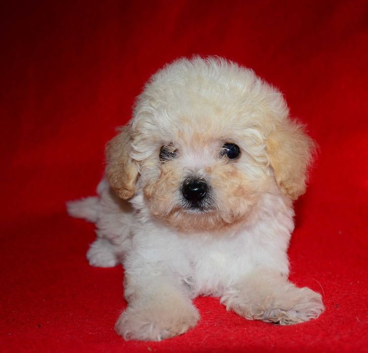 Мальтипу мини ! Maltipoo f1
