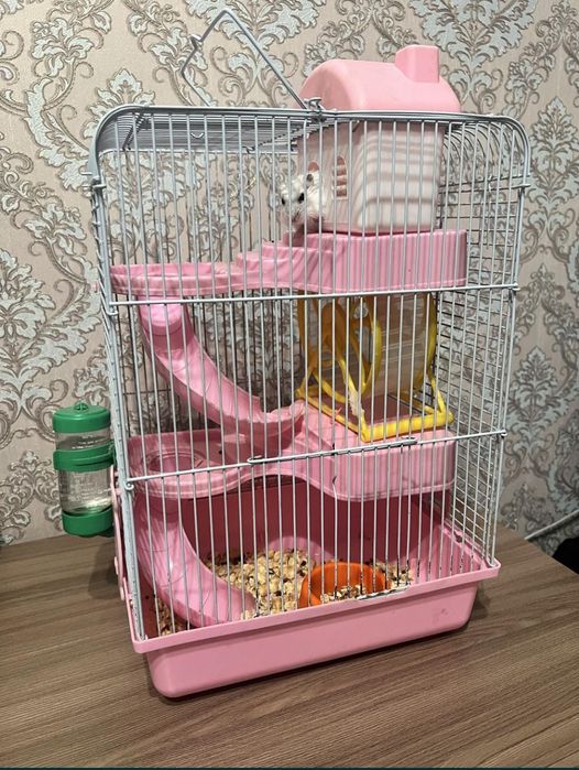 Продам игривого хомяка