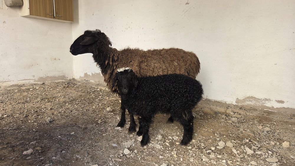 Козылы кой сатылад