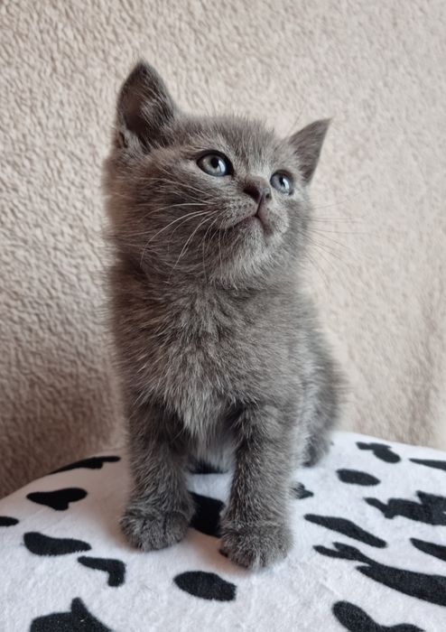 Pui British Shorthair