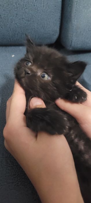 Котёнок 2 месяца