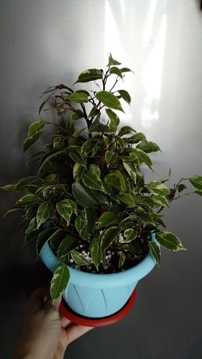 Продам фикус Бенжамина 3 штуки в горшке