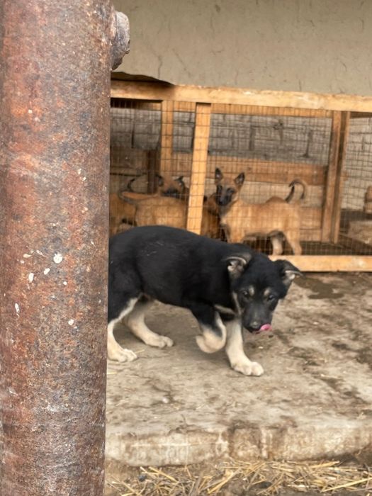 восточно-европиская овчарка