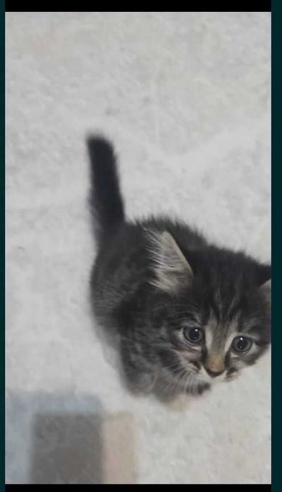 Продаю котят срочно.