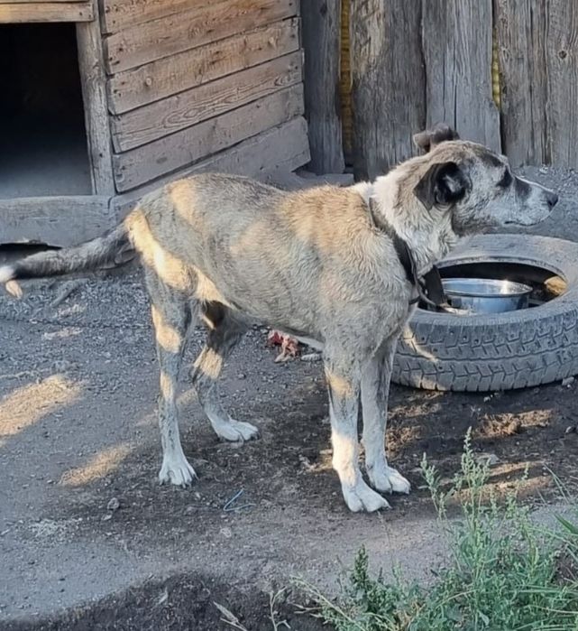 Дарю в добрые и ответственные руки