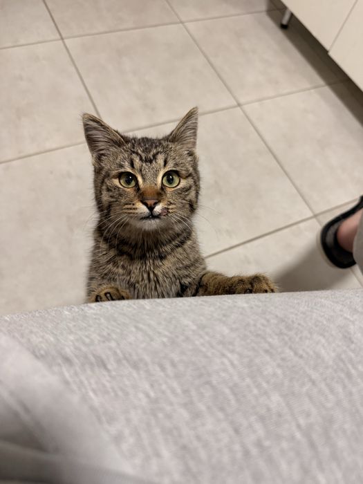 Отдам котенка в добрые руки