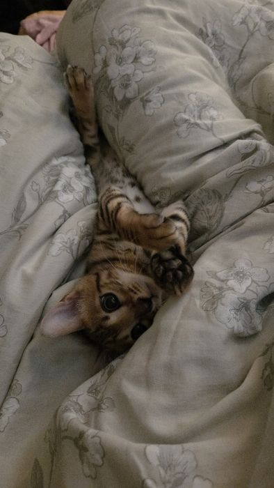 Продам бенгальского кота