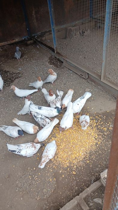 Продам  голубей  16 штук