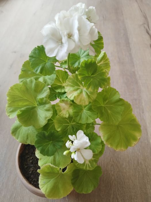 Комнатные цветы.