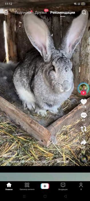 Продам кролики кролей