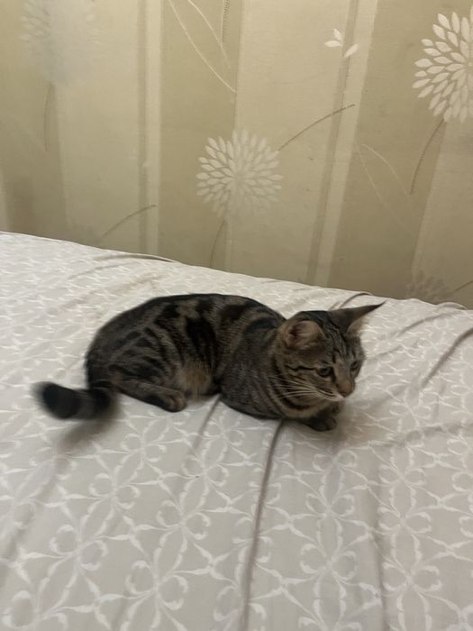 Отдадим кошку в добрые руки.