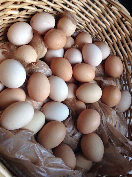 Куры несушки ДОСТАВКА