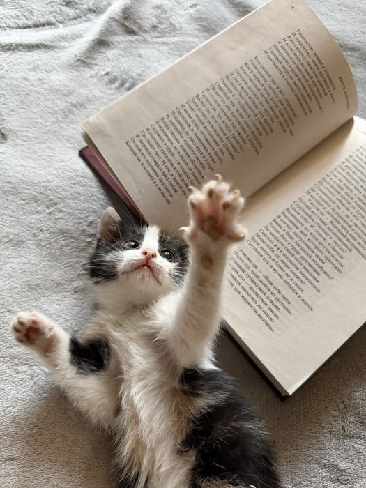 Отдам котят бесплатно