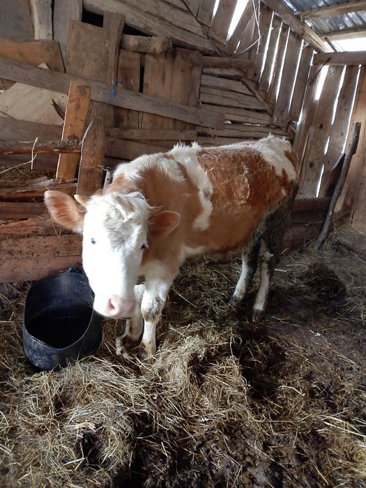 De vînzare junincă de 8 luni