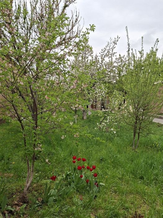 Uy sotiladi Toshkent tumani Uchqahramon