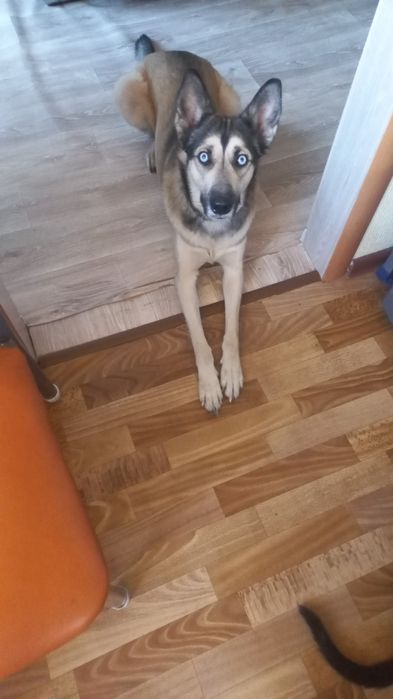 Пёс, помесь хаски с овчаркой