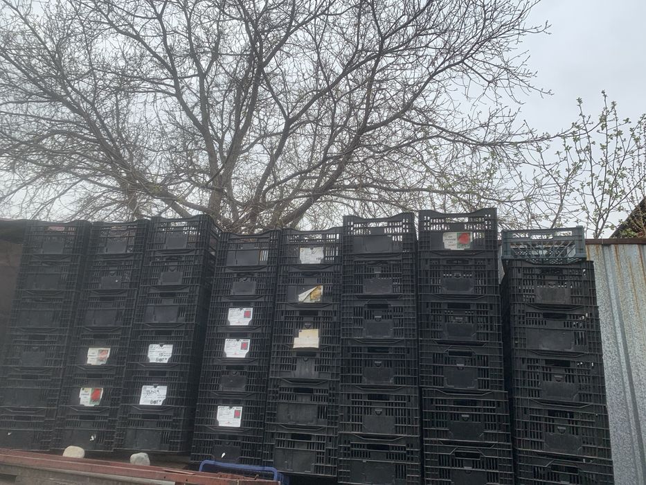 Продам ящики из под тюльпанов производство Голландия