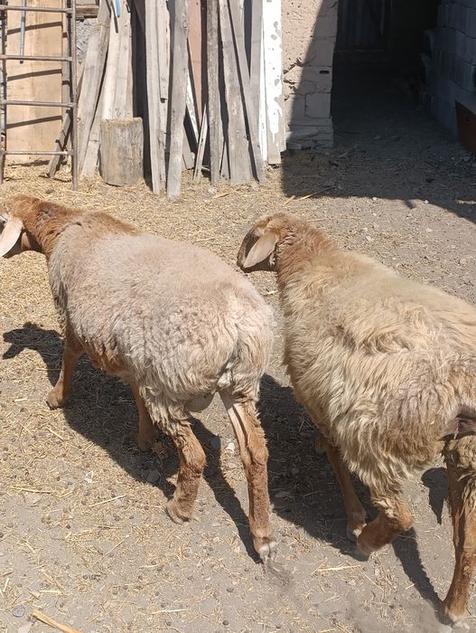 Продам ярка и кошкарик