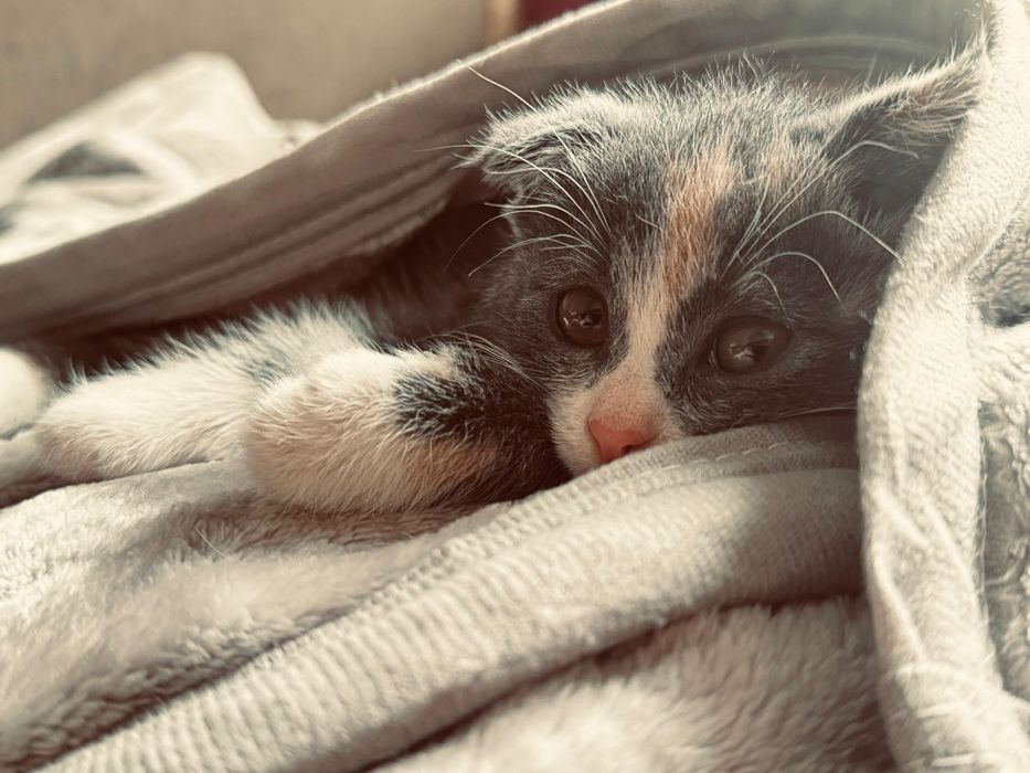 Продам котенка вислоухая