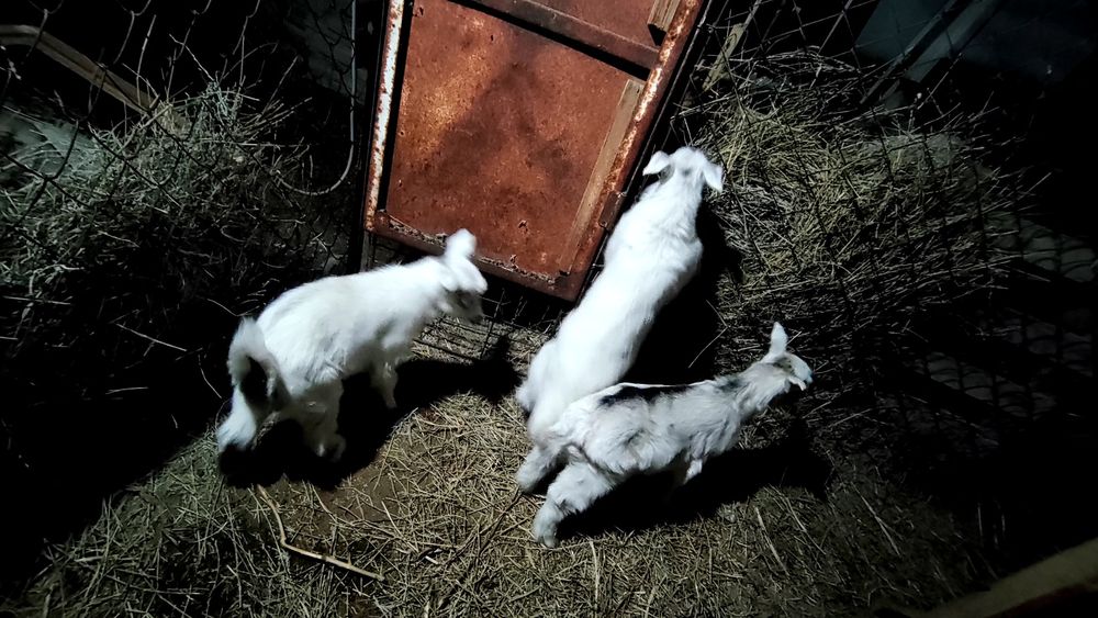 Лактар акпан айында туылган