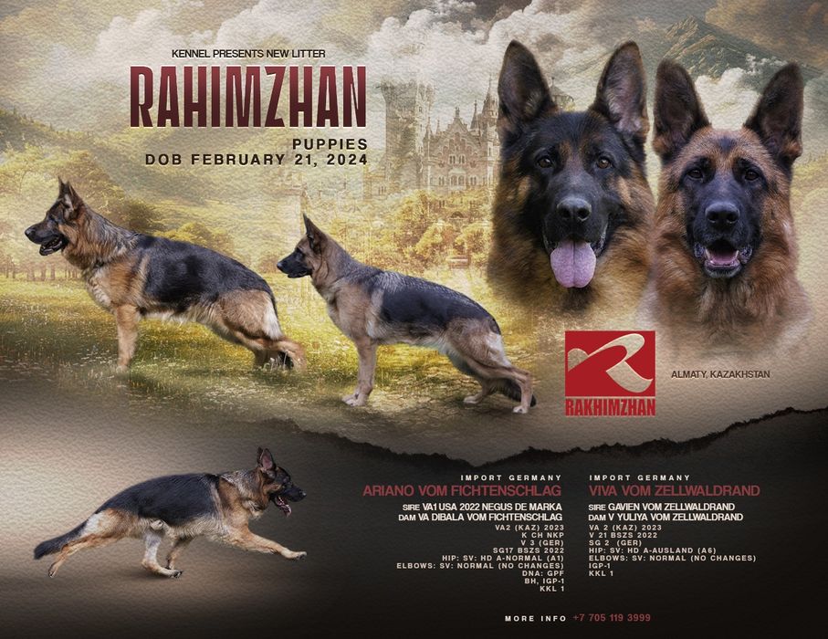 Немецкая овчарка щенки.